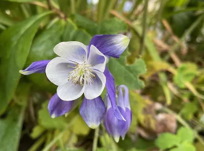 Hébergement de vacances Le Moulin De Cherré Bleu